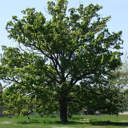 Chateau De Lacaze Lagarrigue  Ngoại thất bức ảnh