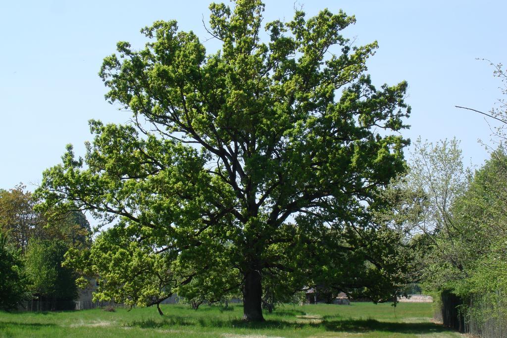 Chateau De Lacaze Lagarrigue  Ngoại thất bức ảnh